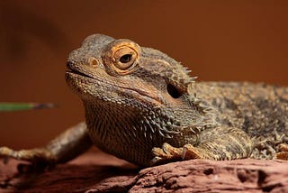 best bearded dragon diet