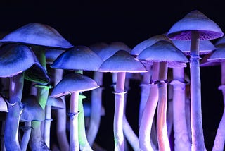How to choose a course about psychedelics?