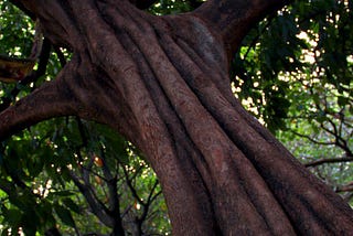 Kegiatan Berkebun dan Potensi Menurunkan Stress