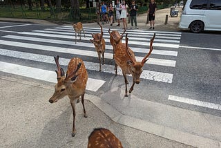 A Photographic Stroll Through Nara Park, Japan Pt. 1