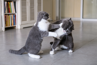 Photo of a mild, playful, cat fight in which on cat is slapping the other with its paw