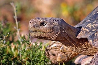 Tortoises
