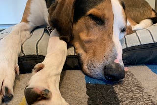 A big beautiful Coonhound lying on his dog bed asleep, his giant pillow paws in the foreground.