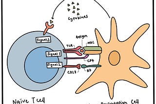 Mobilising T cells against cancer