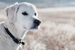 Why God Gave Us Dogs: A Look at the Role of Animals in the Bible