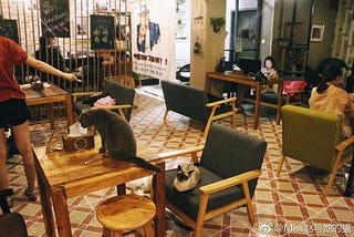 Behind the popularity of Cat Café in China: Loneliness