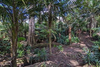 hiking trail through rainforest with palm trees and exposed roots on ground