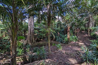 hiking trail through rainforest with palm trees and exposed roots on ground