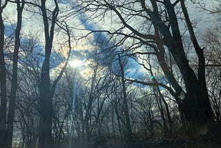 sun coming through clouds with a stand of winter trees in front