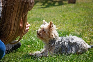 Dog Training Tip: Know what you want instead of what you don’t want.