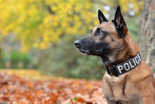 Belgian Malinois KNPV Police Dogs