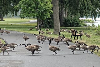 Lakeside Traffic Jam