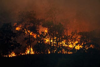 Did Cormac McCarthy’s The Road predict the fires in America?