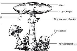 Are Mushroom Edible or Poisonous ?