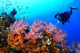 Plan to Experience Underwater Species with Scuba Diving in Goa