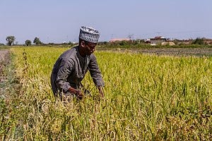 Why Nigerians Need to Invest More In Agriculture