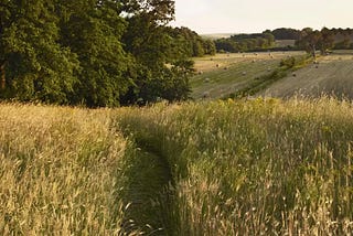 A beautiful field in the Italian countryside