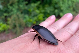 Giant diving beetle perches on the back of an open hand.