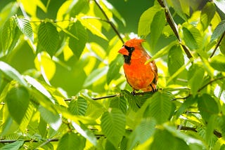 A photo of a cardinal in green foliage