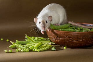 Can Guinea Pigs Eat Snap Peas