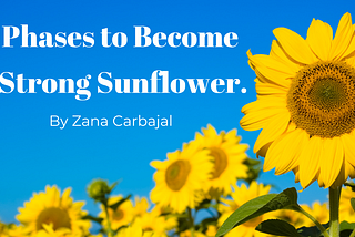 5 Phases to Become a Strong Sunflower