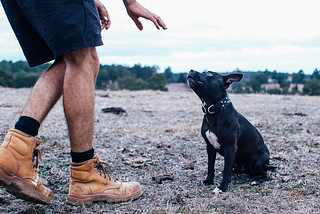 Köpek Eğitiminde Dikkat Etmeniz Gerekenler!