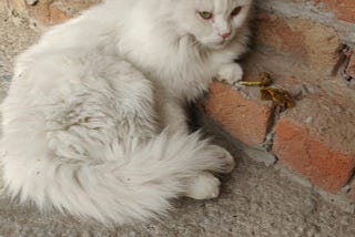 *The Majestic Persian Cat: A Feline of Distinction*