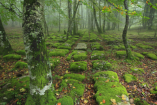 Ancient Road, Basque Country, Spain