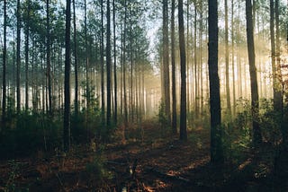 hutan dan ketenangannya