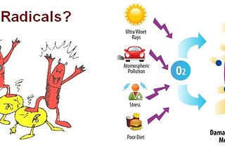 Free Radicals stealing from a healthy cell;  sources of the free radicals and how the damage caused