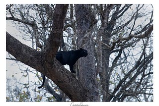 My Tryst with Blacky (Melanistic Leopard), Kabini, March 2021