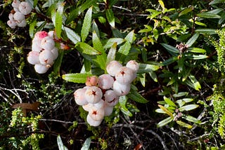 Mountain snowberry