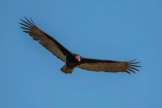 Black Eagle the turkey vulture soars overhead