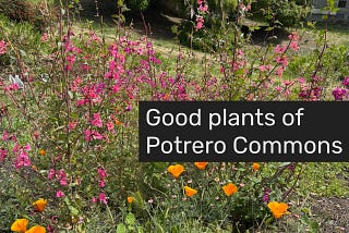 Good plants, bad weeds in Potrero Commons