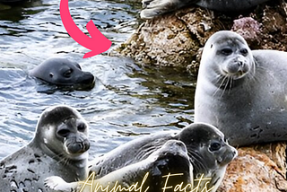 Baikal Seals and Their Unique Freshwater Existence