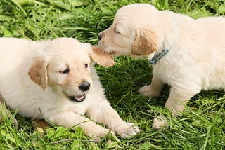 How to Stop Your Puppy from Biting