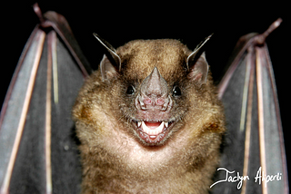 When it Comes to Bats, It’s Time to Turn the Tables