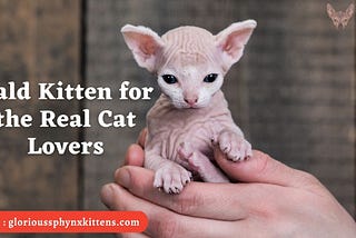 Bald kitten for the Real Cat Lovers — Glorious Sphynx Kittens