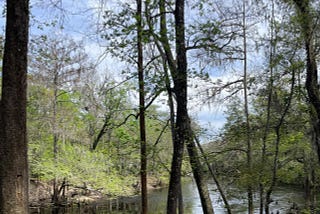 A river wanders with trees on its bank