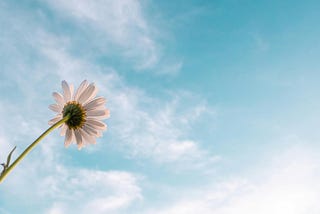 White daisy flower against a sunny blue sky.