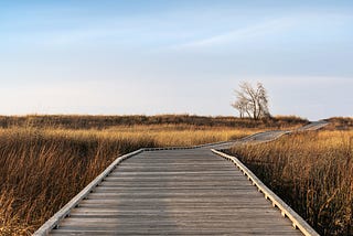 A woodem pathway in a paddy field