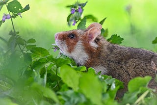 Rethinking Domestication Pathways in the Context of Anthrodependency