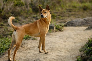 The Nairobi Landrace Dog Chronicles.