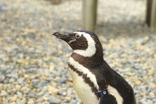 Say It Ain’t so: SF Zoo’s Oldest Penguin Has Passed Away