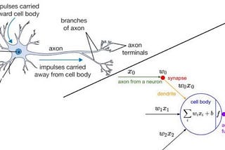 How Do Artificial Neural Networks Learn in Deep Learning?