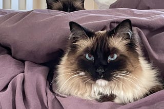 Sushi and Jupiter taking cover (literally)