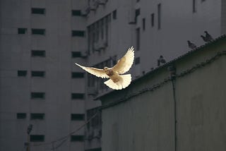 On War and Peace