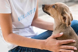 Benefits of Foster-to-Adopt Process for Pets