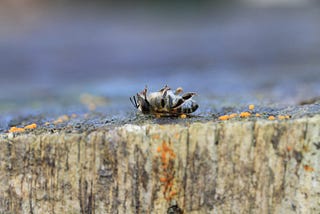 The small amounts that killed this bee are devastating to a human’s system digestive system.