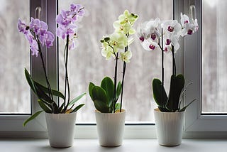 Orchid Pollination as a Model for Customization, Specialization, and Feedback in Agile Teams